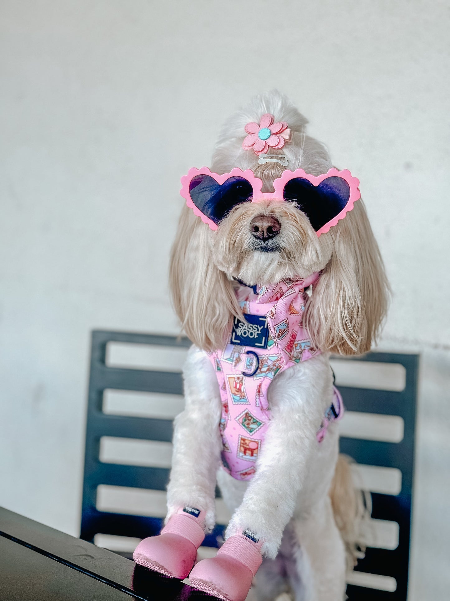 Dog Two Piece Bundle - Out of Office