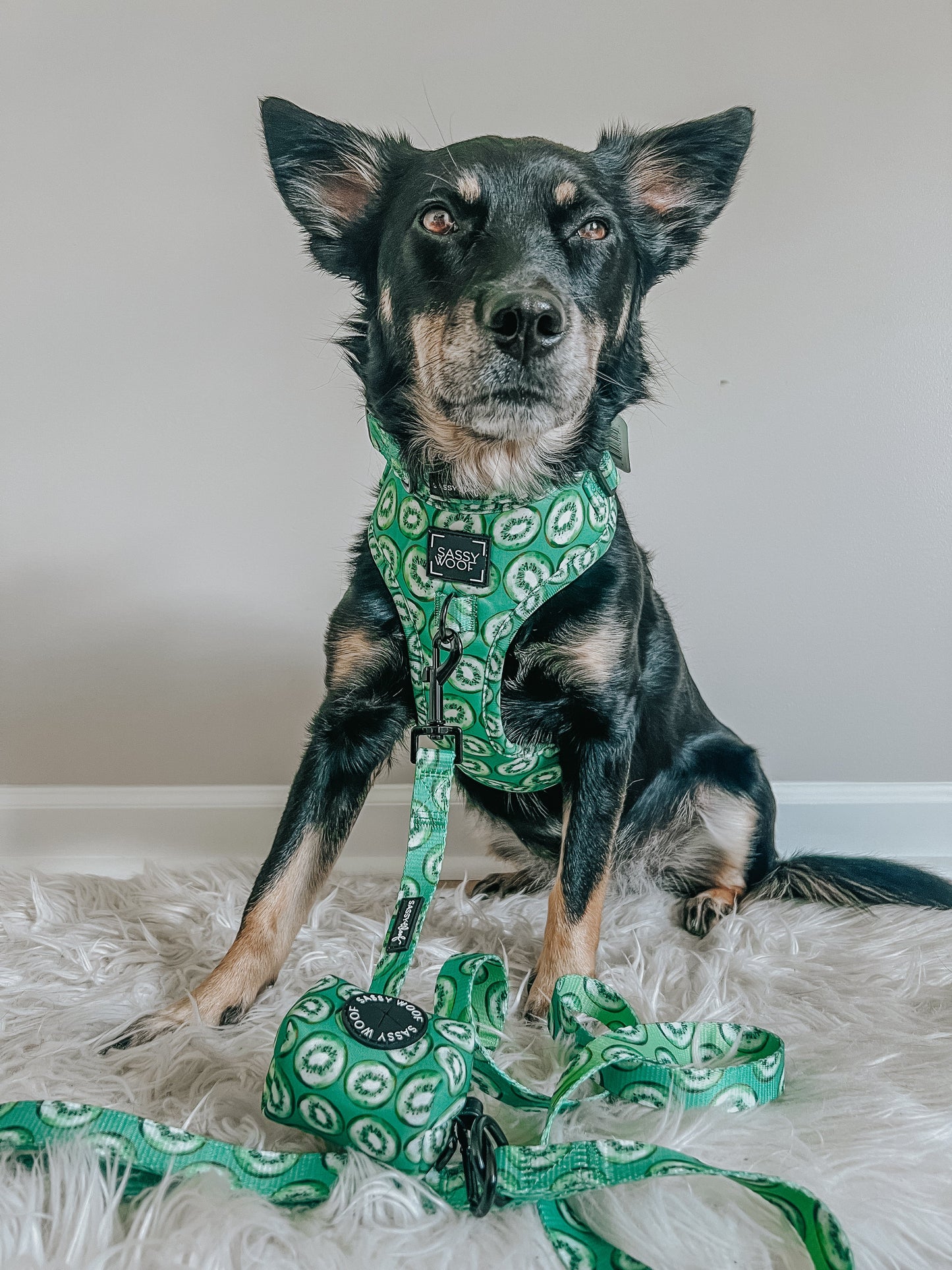 Dog Two Piece Bundle - Kiwi Krazy