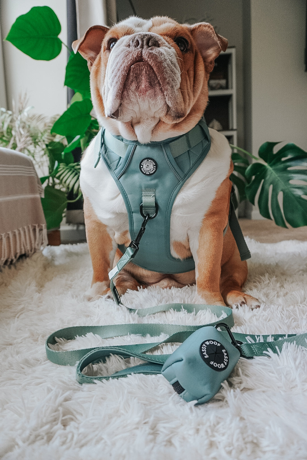 Dog Waste Bag Holder - Sage