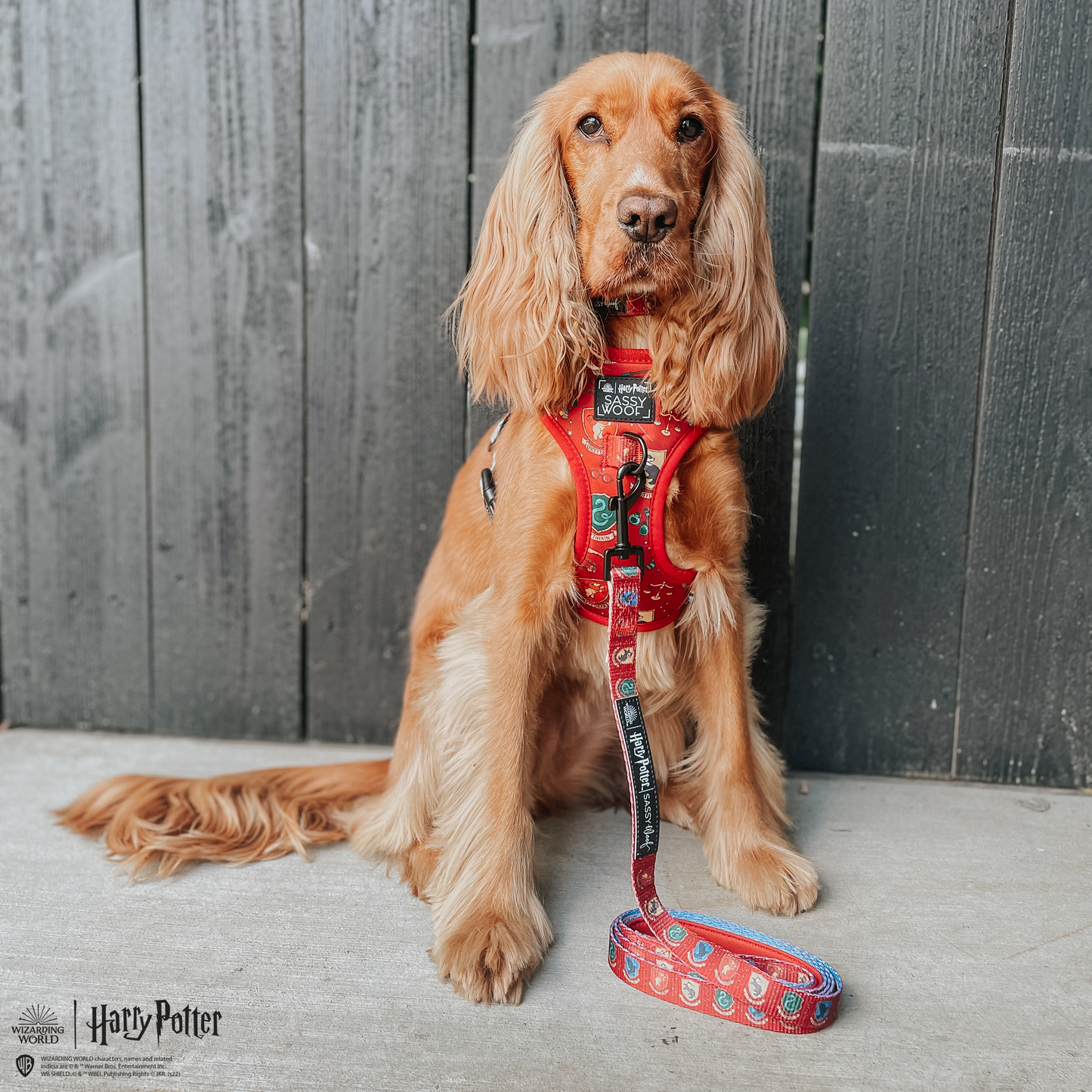 Harness Three Piece Bundle - Harry Potter™