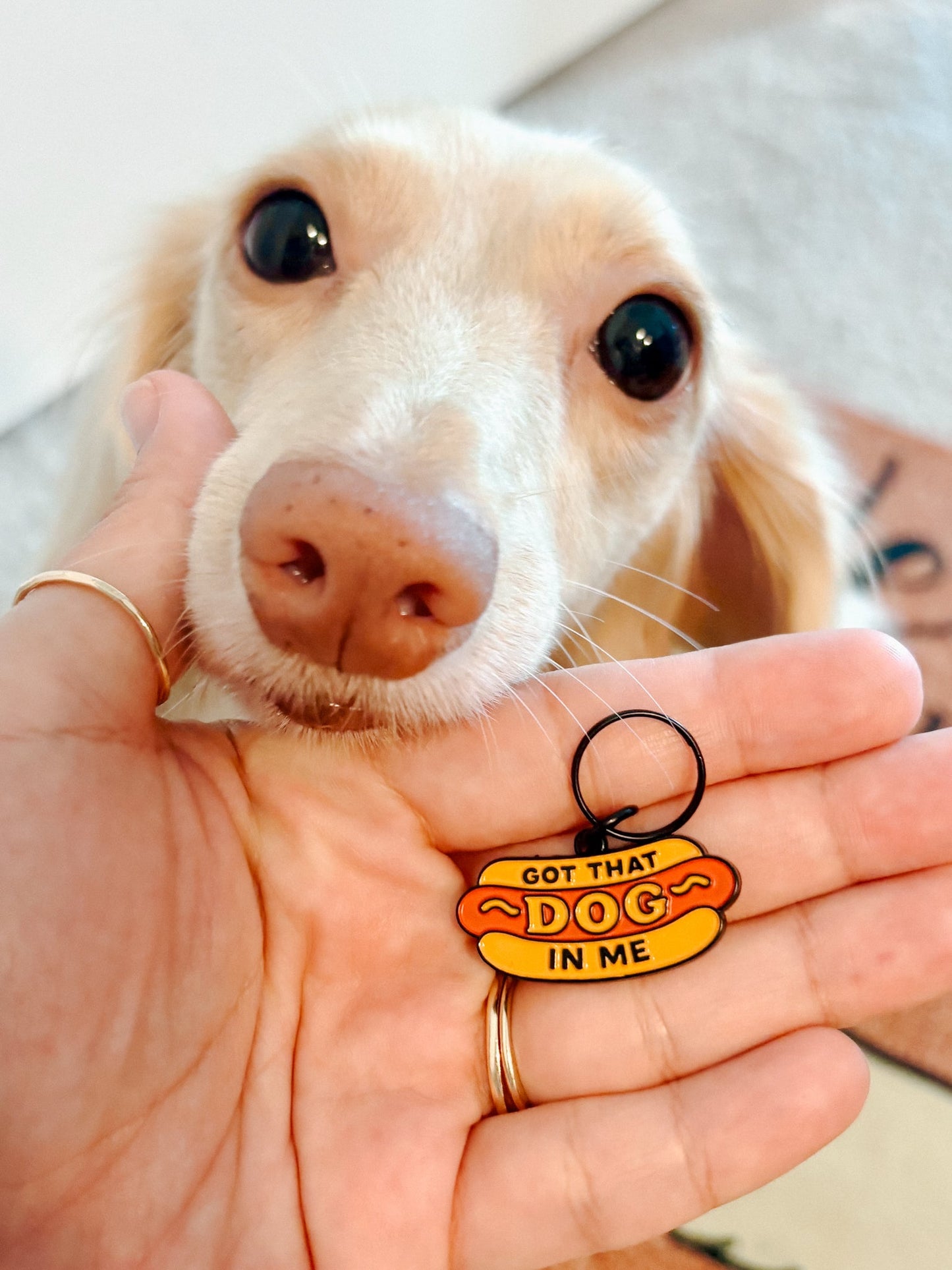 Collar Tag - Hot Dawg