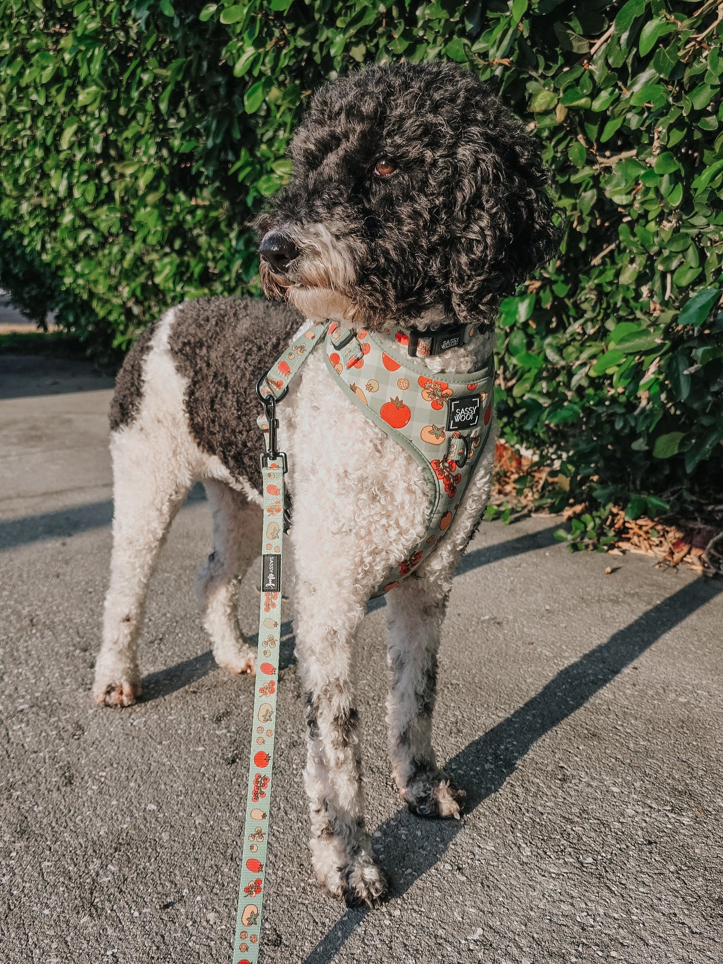 Dog Two Piece Bundle - Feeling Vine