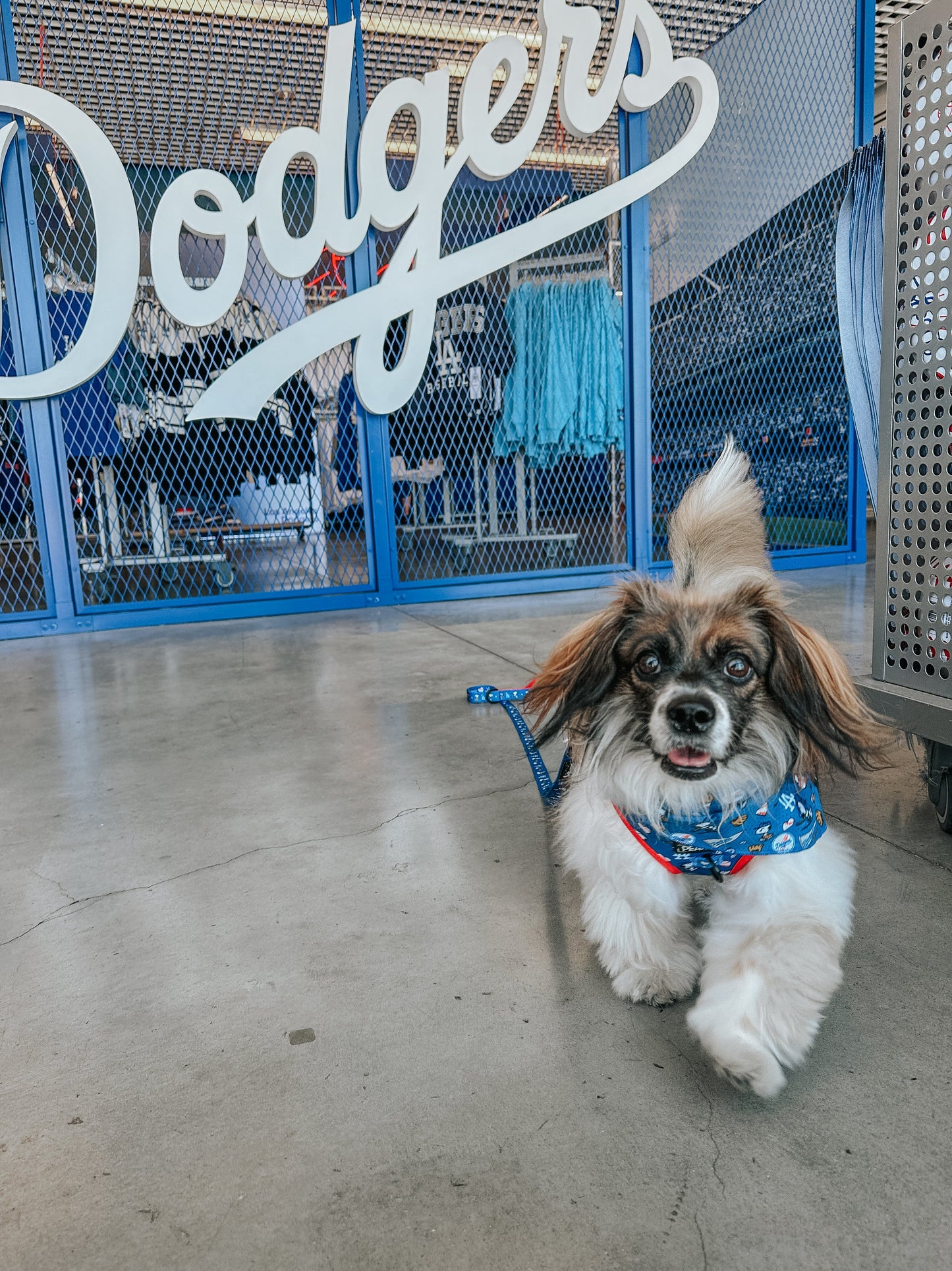 Dog Leash - MLB™ x Peanuts™ Los Angeles Dodgers™