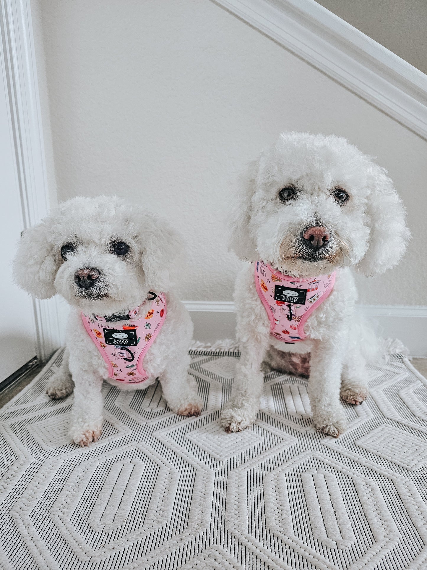 Dog Two Piece Bundle - Gilmore Girls™