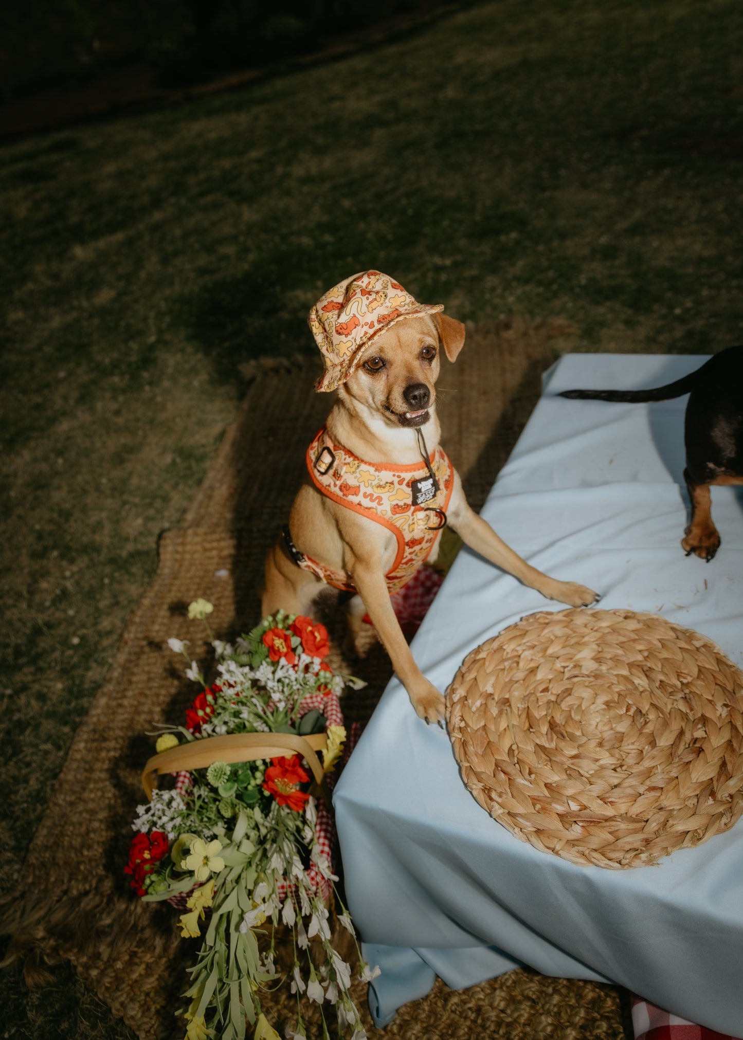 Dog Bucket Hat - Hot Dawg