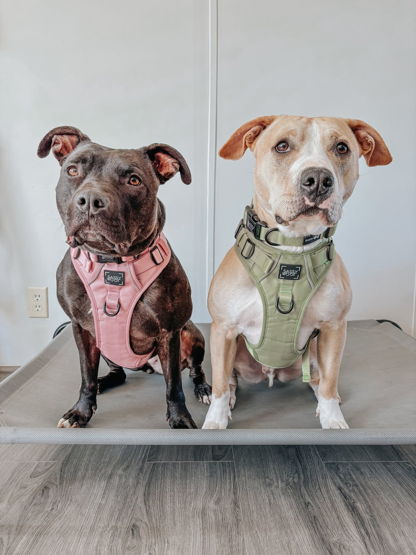 Dog Two Piece Bundle - Dusty Rose