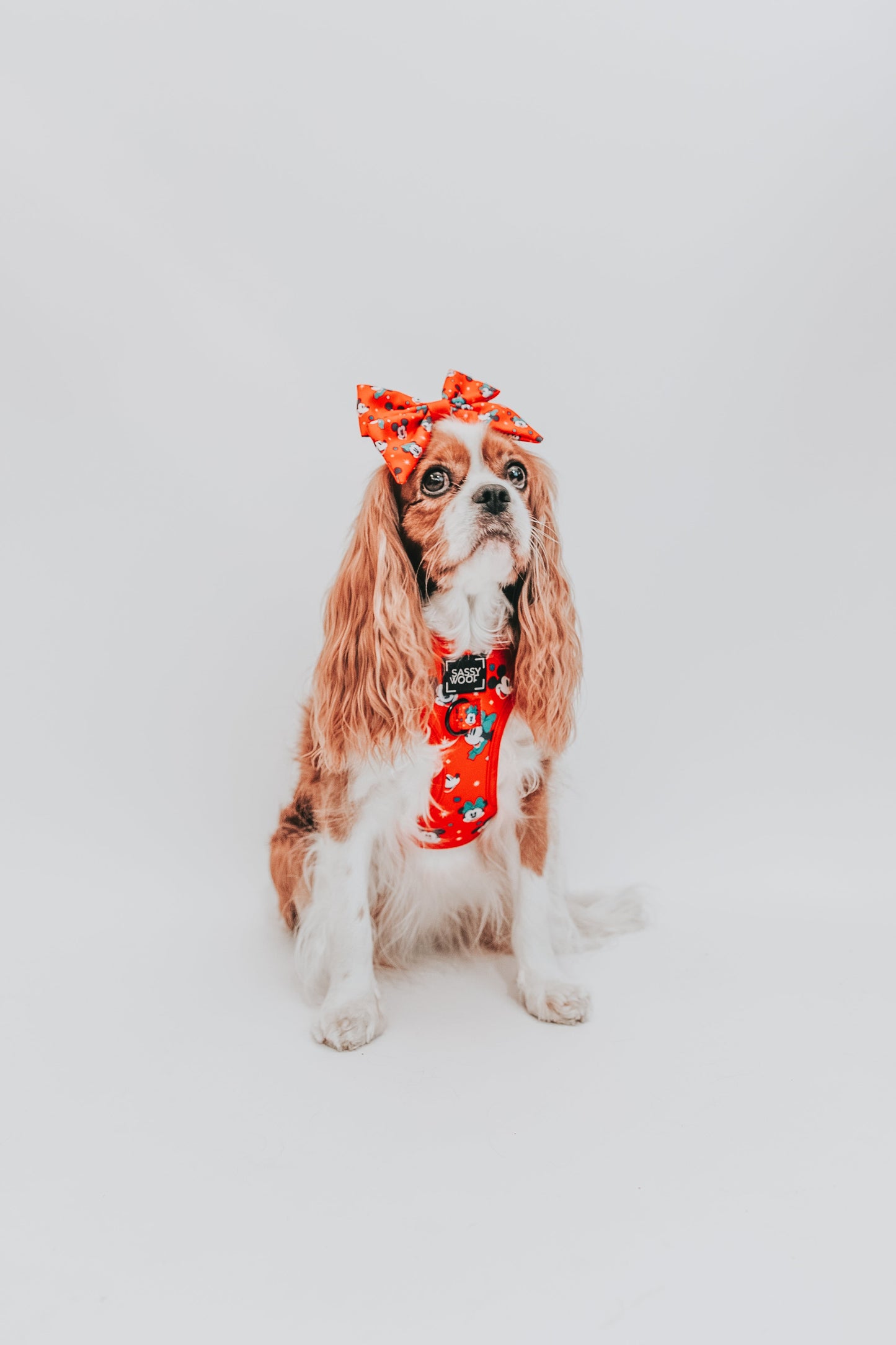 Dog Sailor Bow - Disney Holiday Collection