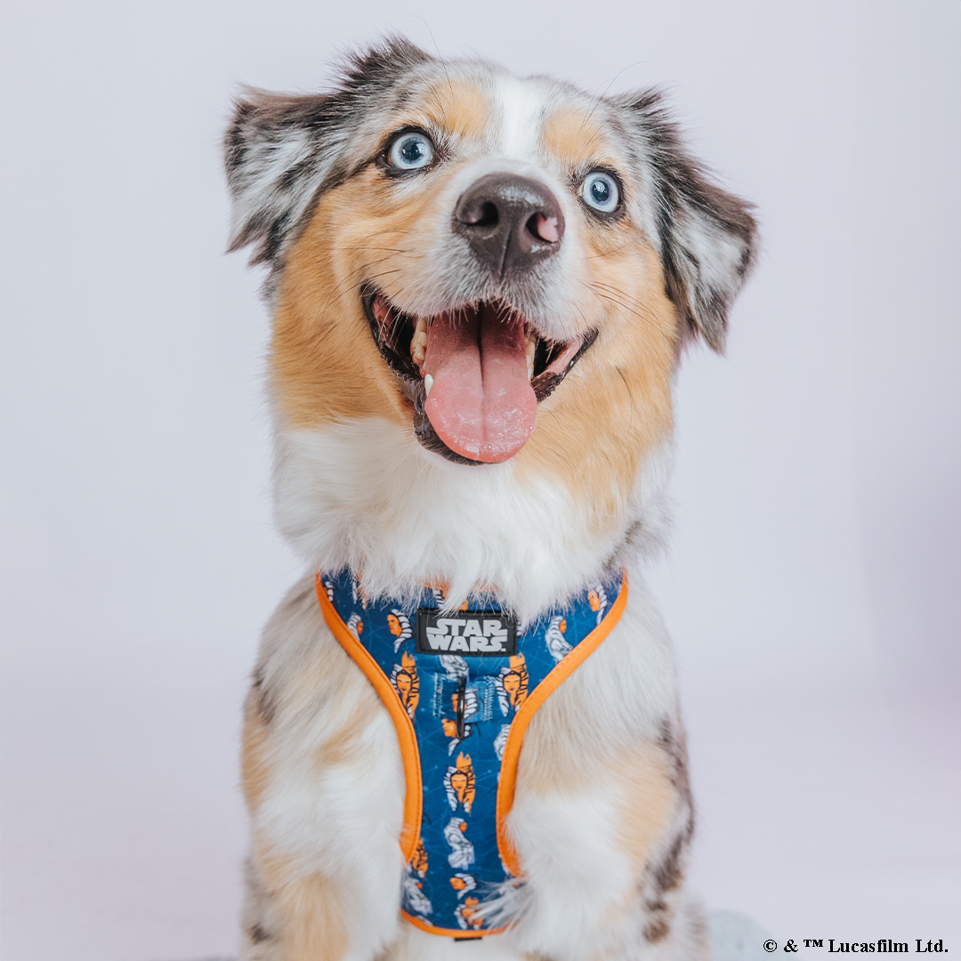 Dog Two Piece Bundle - STAR WARS™ Ahsoka