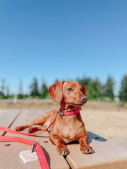 Dog Collar Three Piece Bundle - Merlot