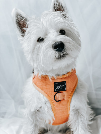 Dog Four Piece Bundle - Apple Cider