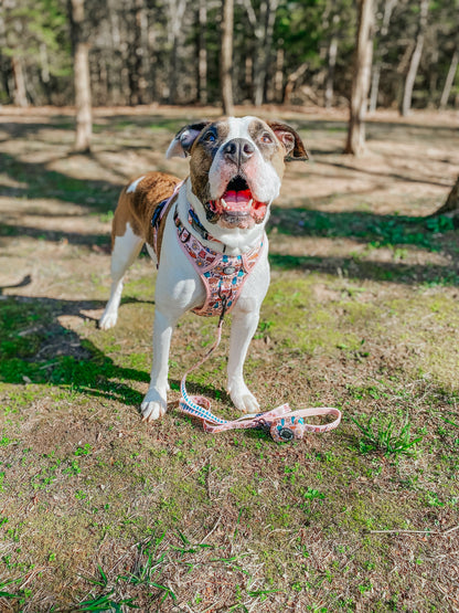 Dog Collar - National Bark