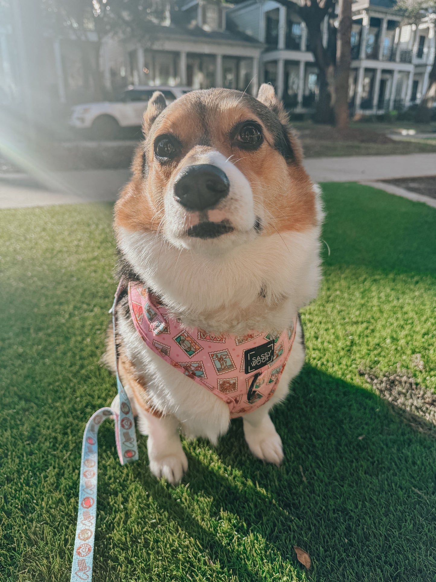 Dog Two Piece Bundle - Out of Office