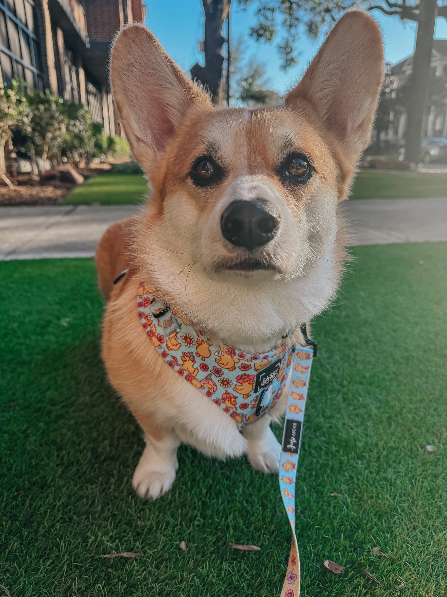 Dog Two Piece Bundle - Good Duck, Babe!