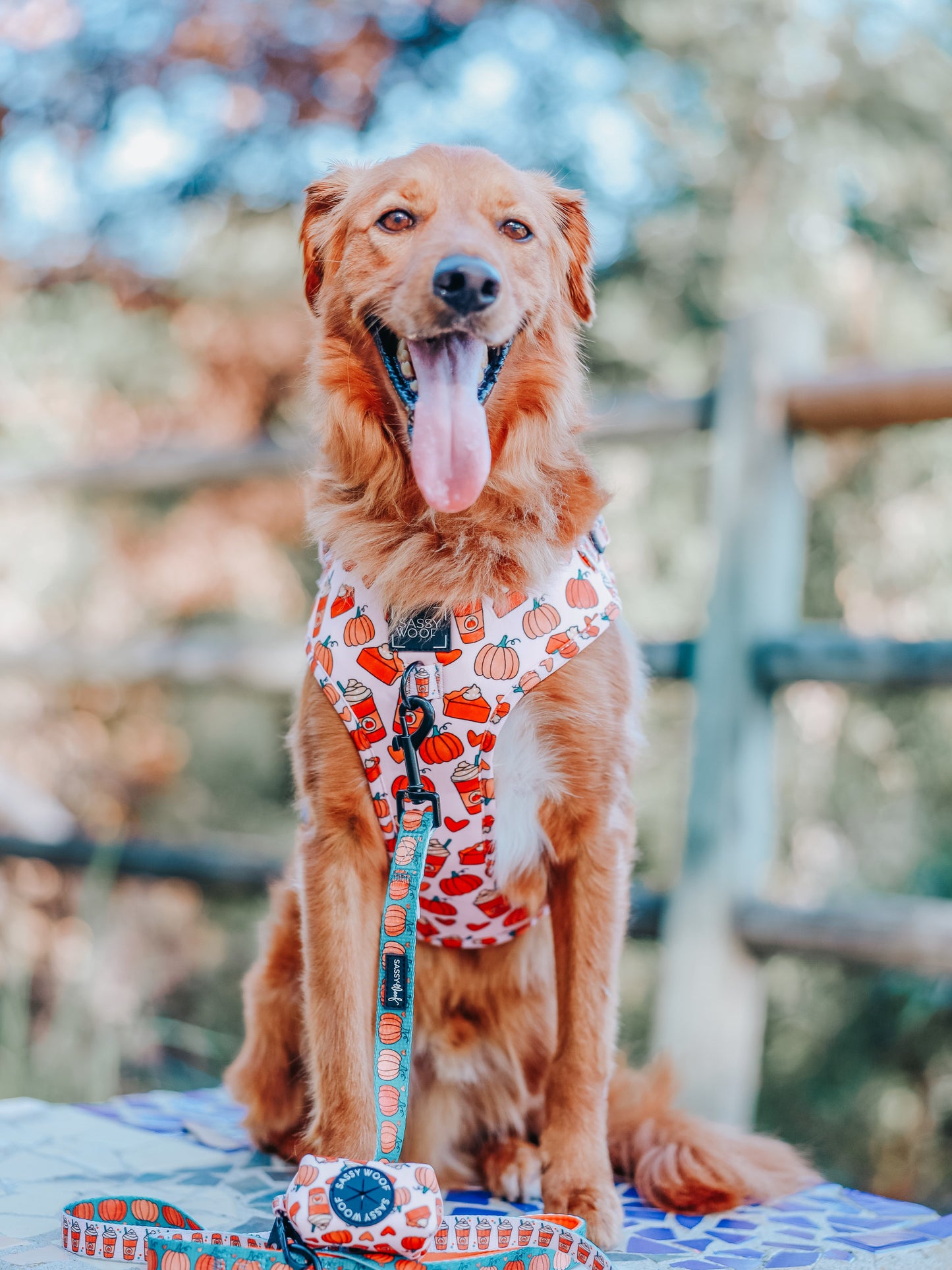 Dog Two Piece Bundle -  Pie There