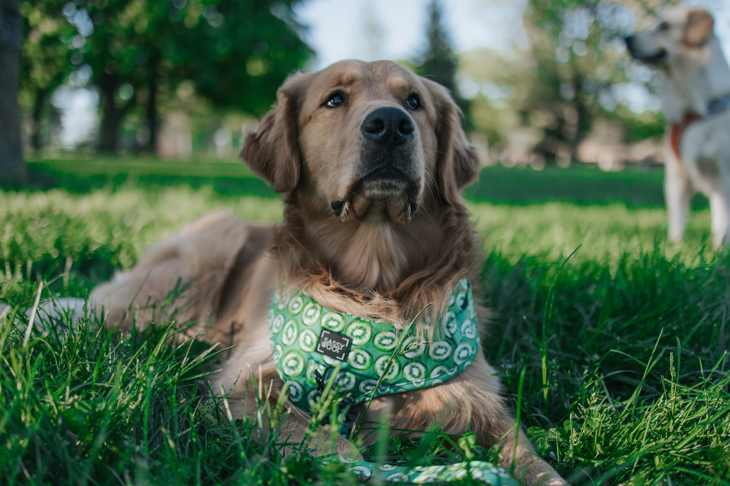 Dog Two Piece Bundle -  Kiwi Krazy