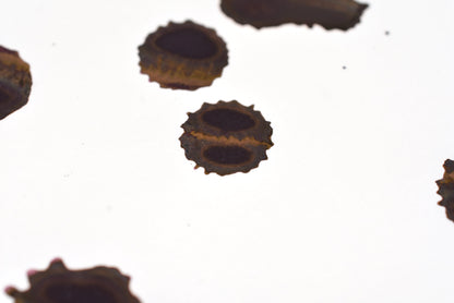 Diamine Fountain Pen Ink - Merlot - 30mL