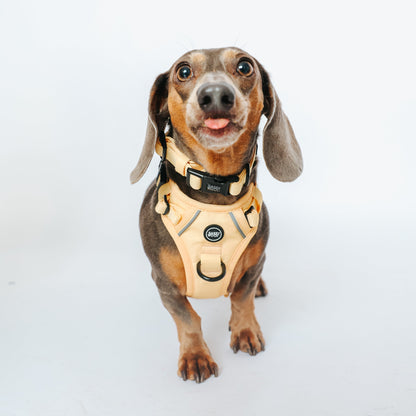 Dog Four Piece Bundle - Daffodil