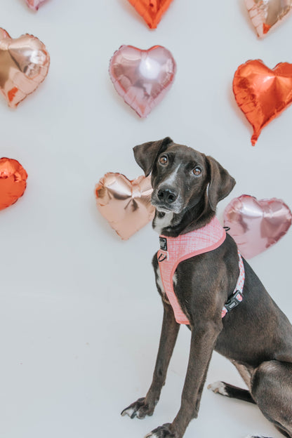 Dog Four Piece Bundle - Dolce Rose