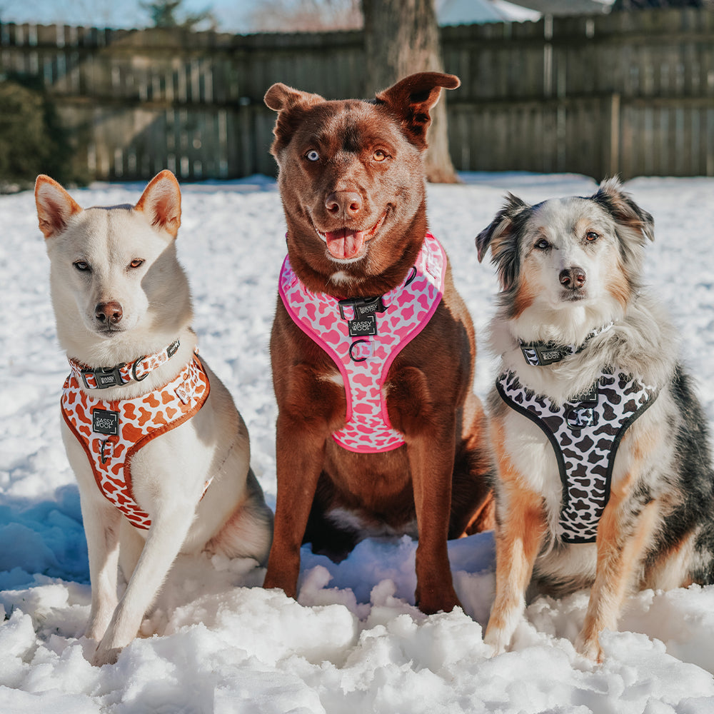 Dog Four Piece Bundle - Chocolate Milk
