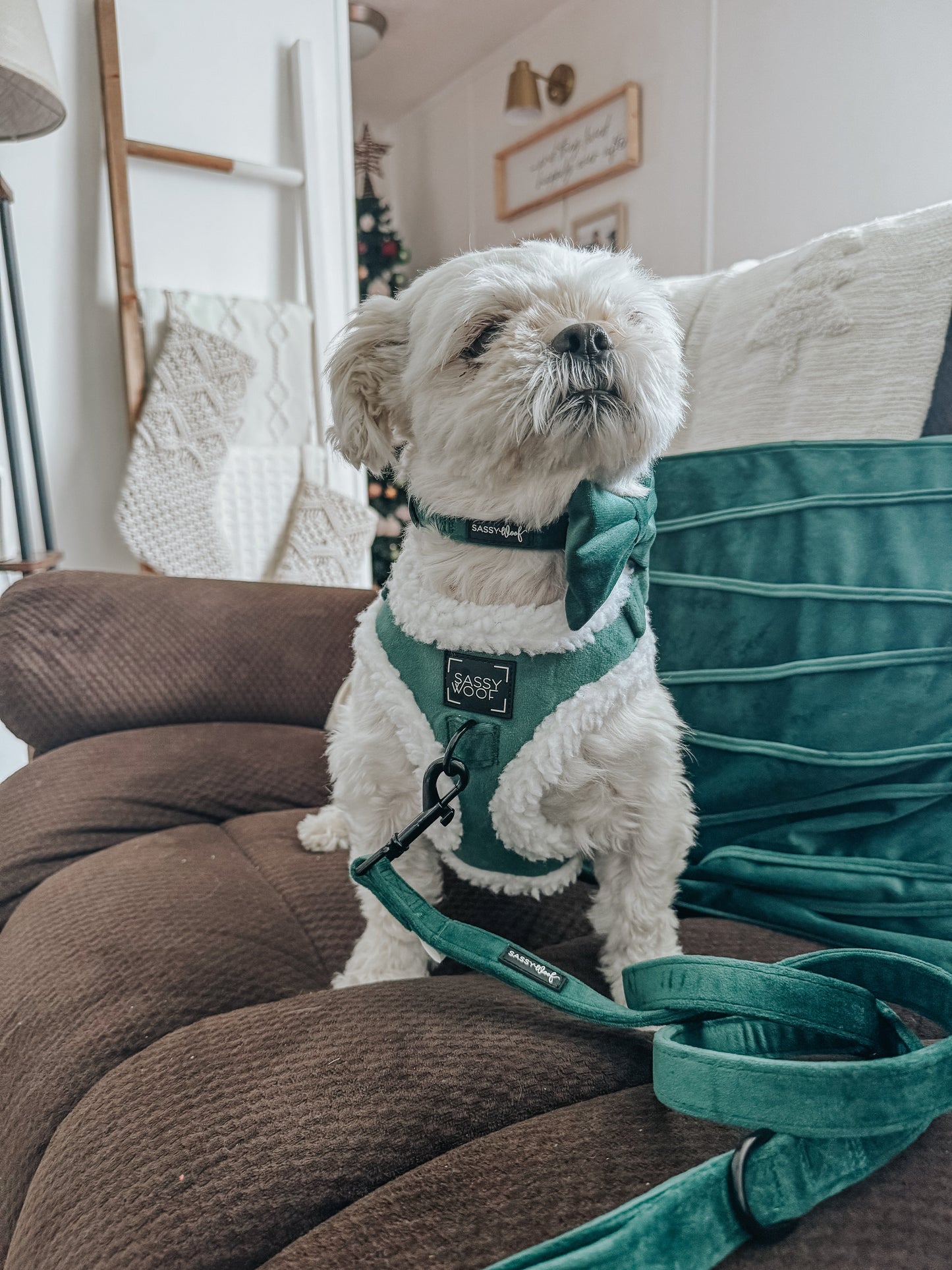 Dog Collar - Nice