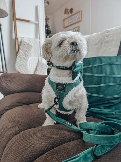 Dog Collar - Nice
