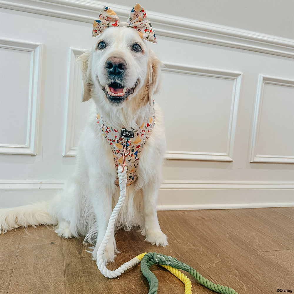 Dog Two Piece Bundle - Disney's Belle