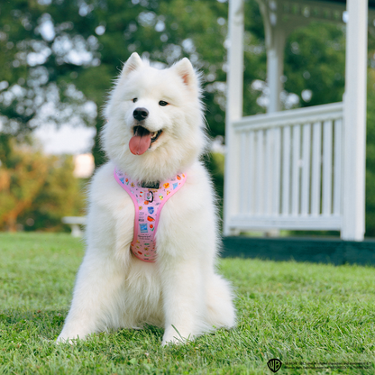Dog Two Piece Bundle - Gilmore Girls™