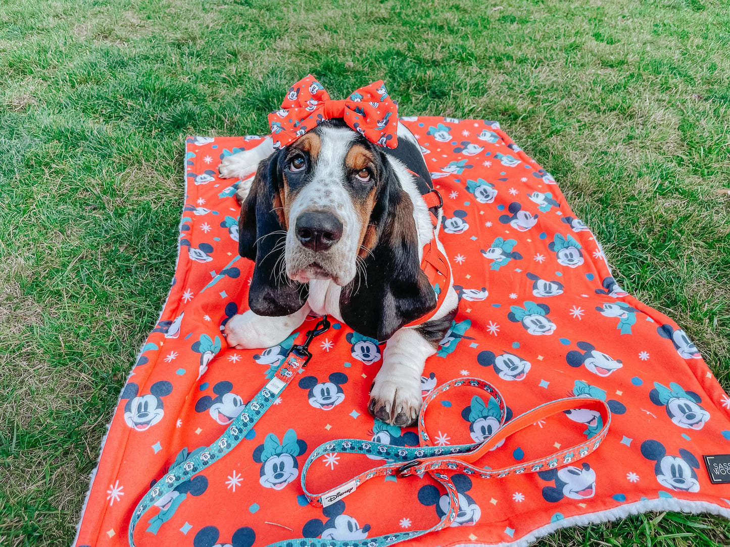 Dog Sailor Bow - Disney Holiday Collection
