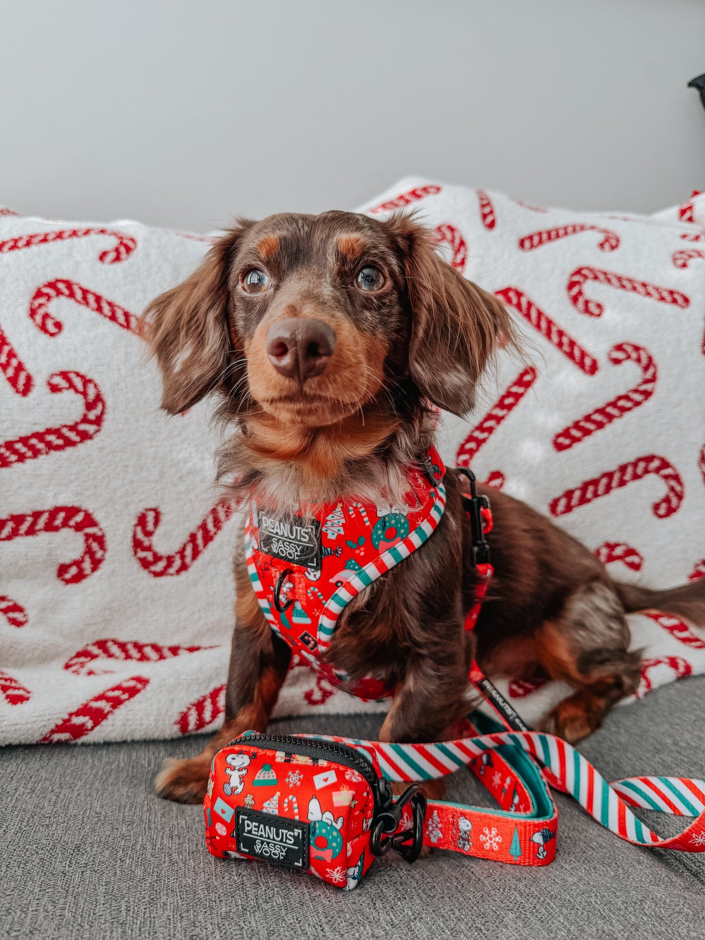 Dog Four Piece Bundle - Peanuts™ Beagle Bells