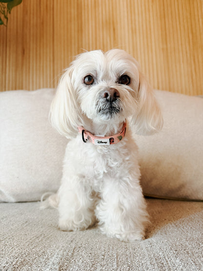 Dog Collar - Disney's Moana
