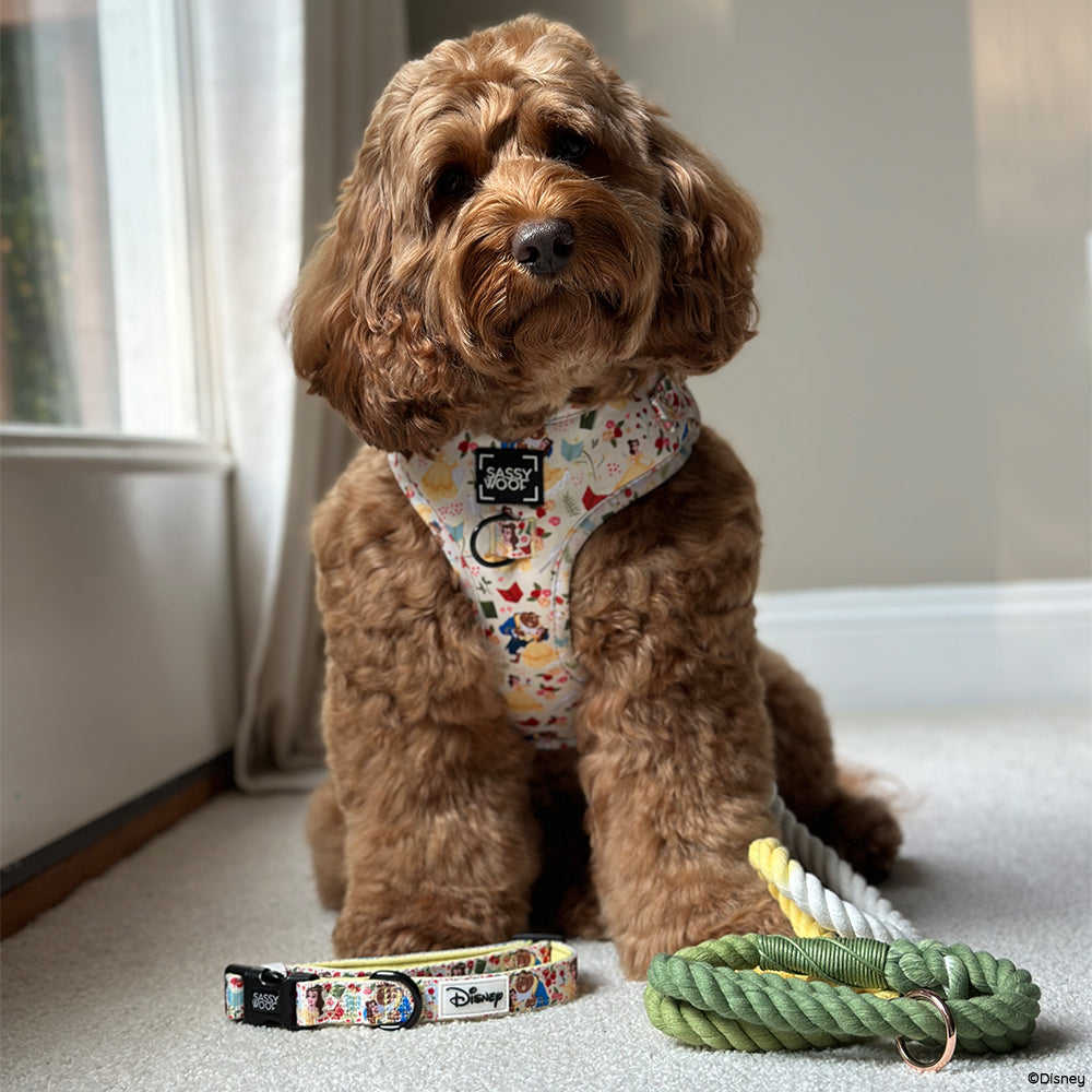 Dog Two Piece Bundle - Disney's Belle