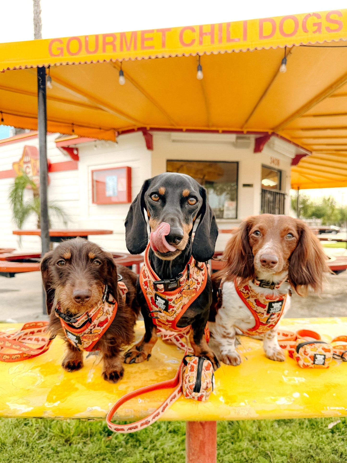 Dog Four Piece Bundle - Hot Dawg