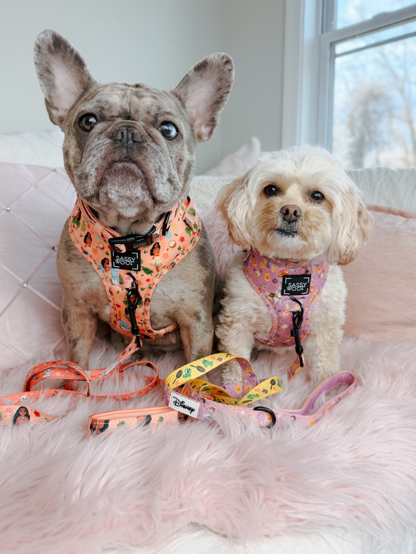 Dog Two Piece Bundle - Disney's Moana