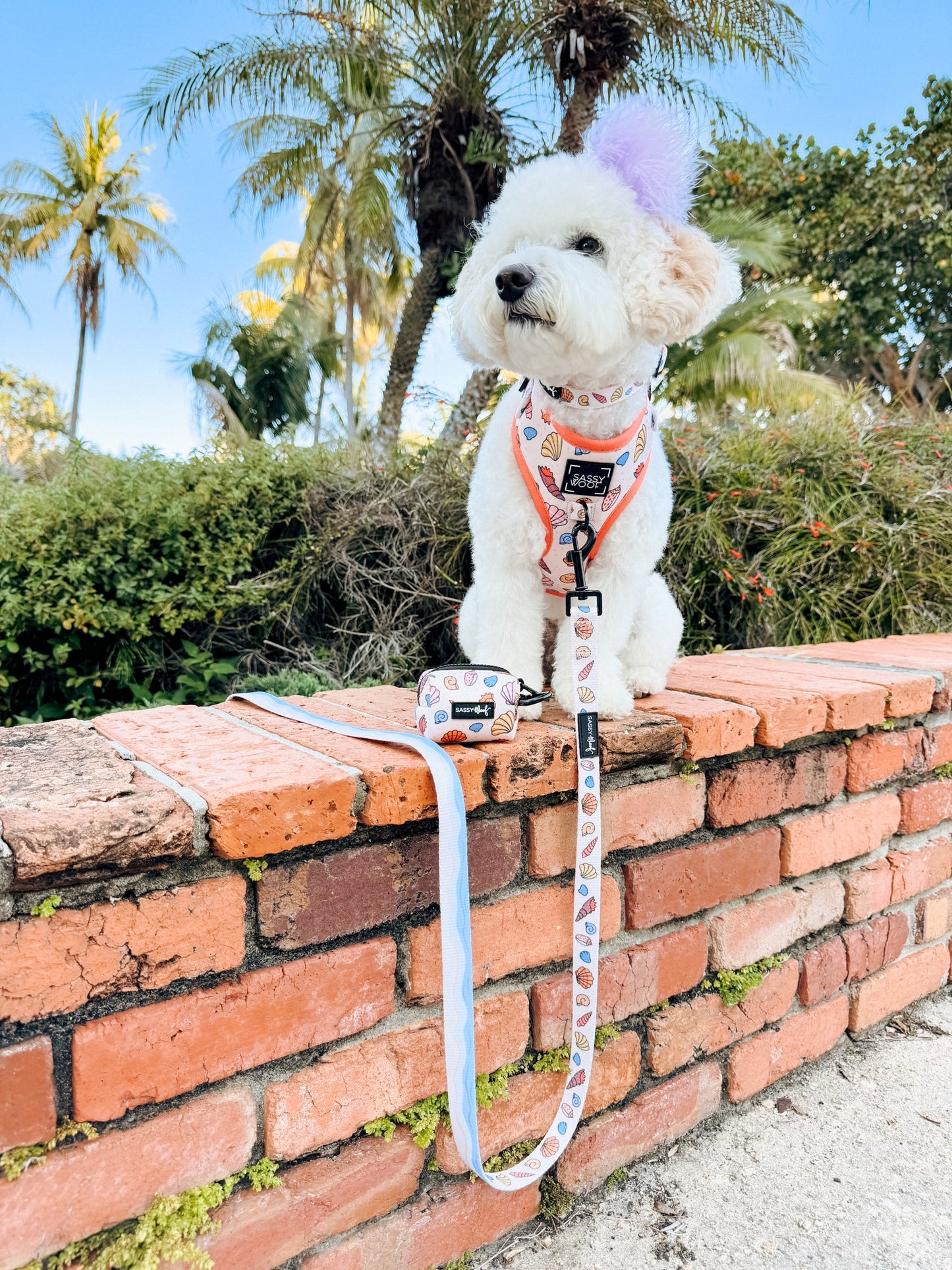 Dog Two Piece Bundle - Shell Yeah