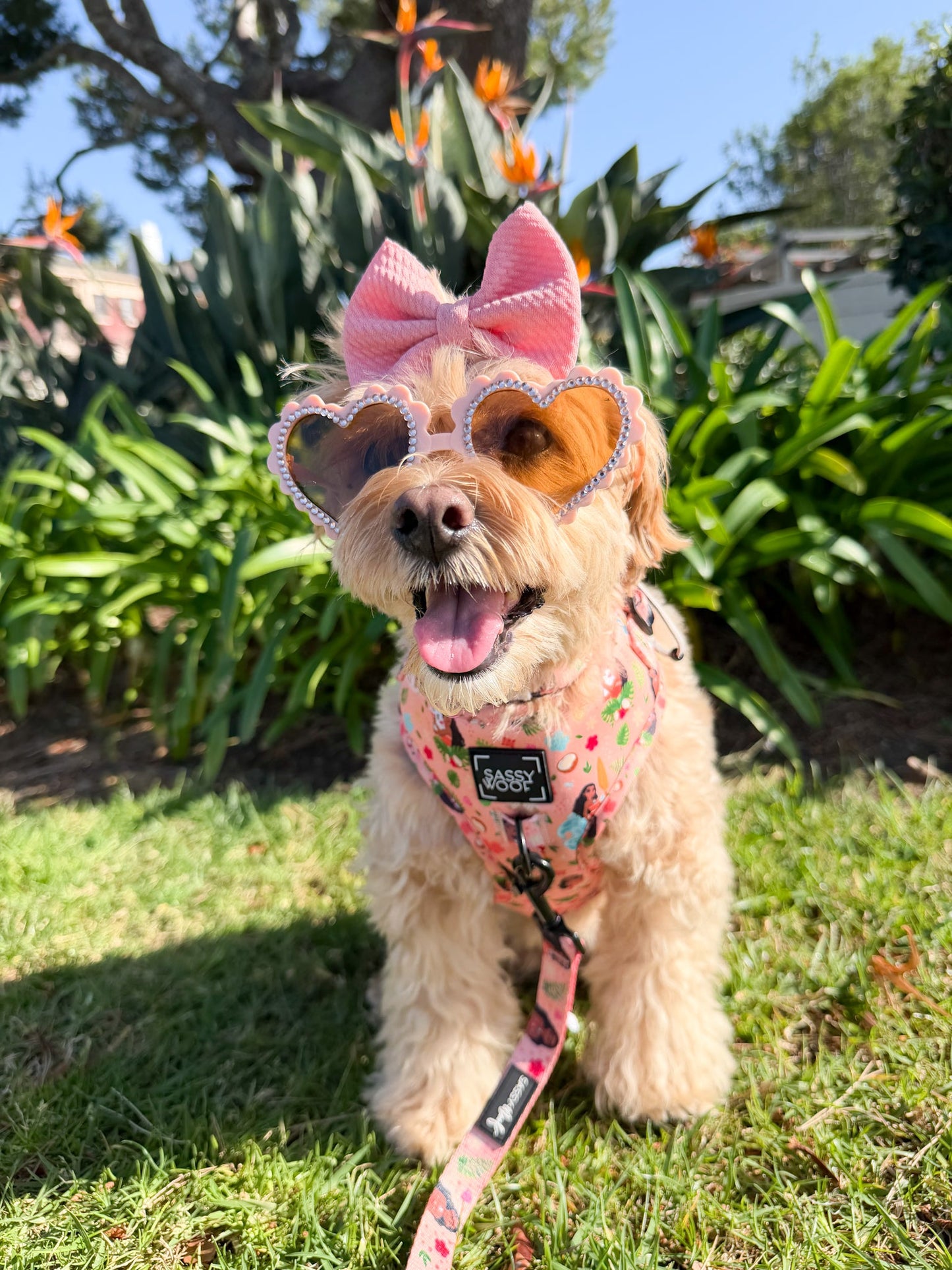 Dog Two Piece Bundle - Disney's Moana
