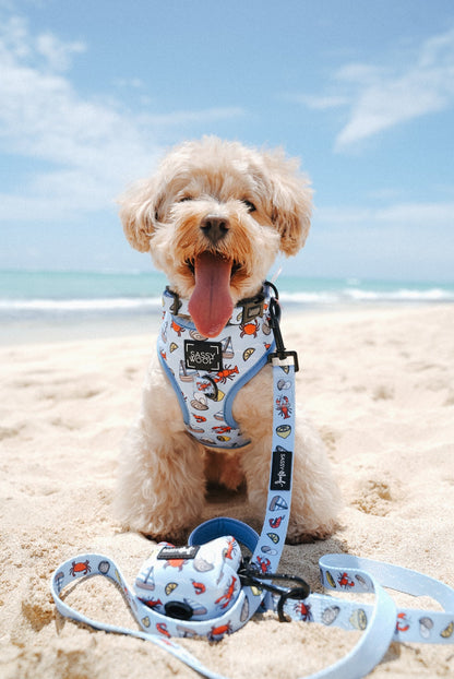 Dog Leash - Coastal Cuties