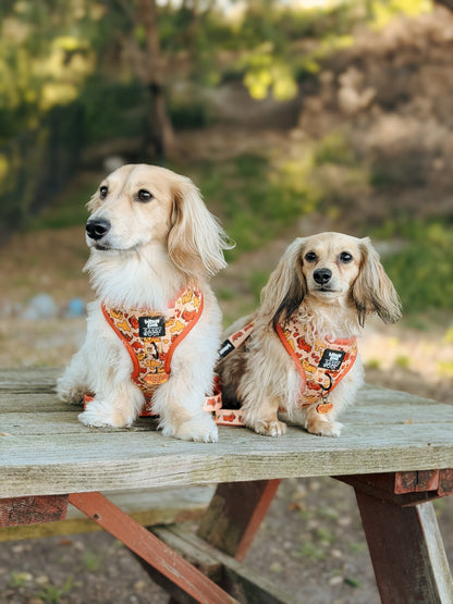 Dog Four Piece Bundle - Hot Dawg