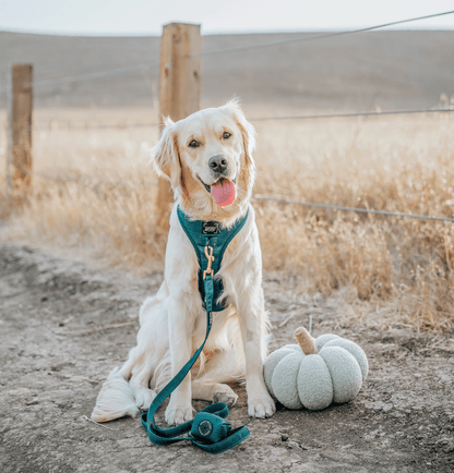 Dog Waste Bag Holder - Forest