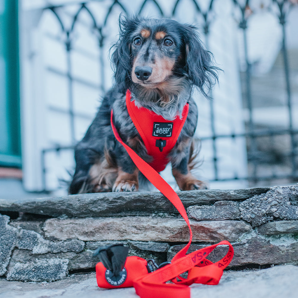 Dog Four Piece Bundle - Neon Red