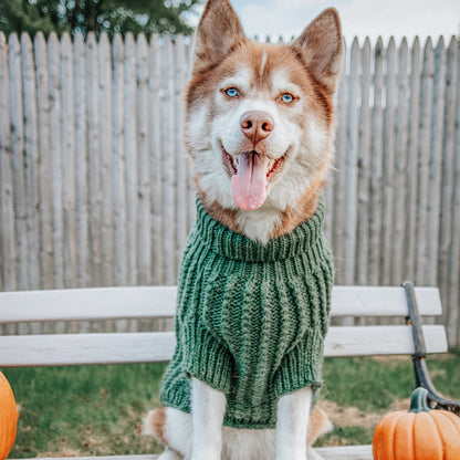 Pet Cable Knit Sweater - Dark Green
