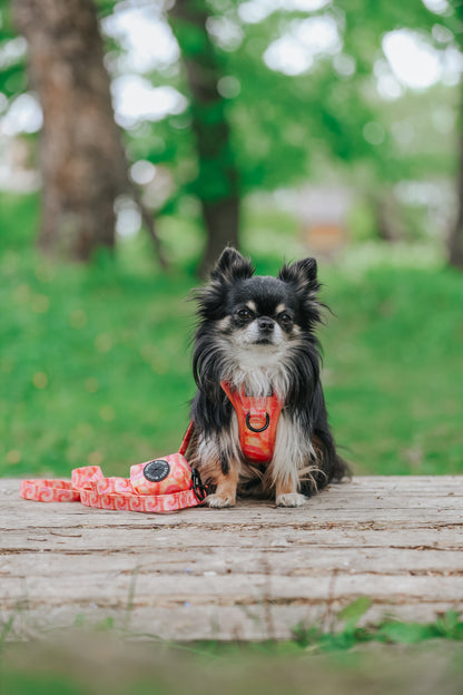 Dog Two Piece Bundle - Summer Sorbet