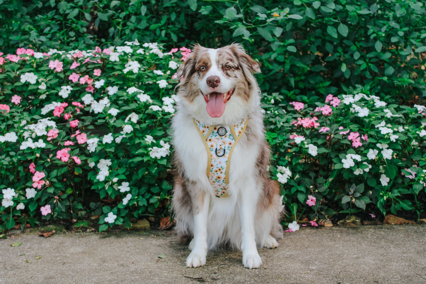Dog Two Piece Bundle - Sunflower Dreams