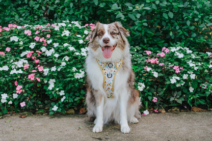 Dog Two Piece Bundle - Sunflower Dreams