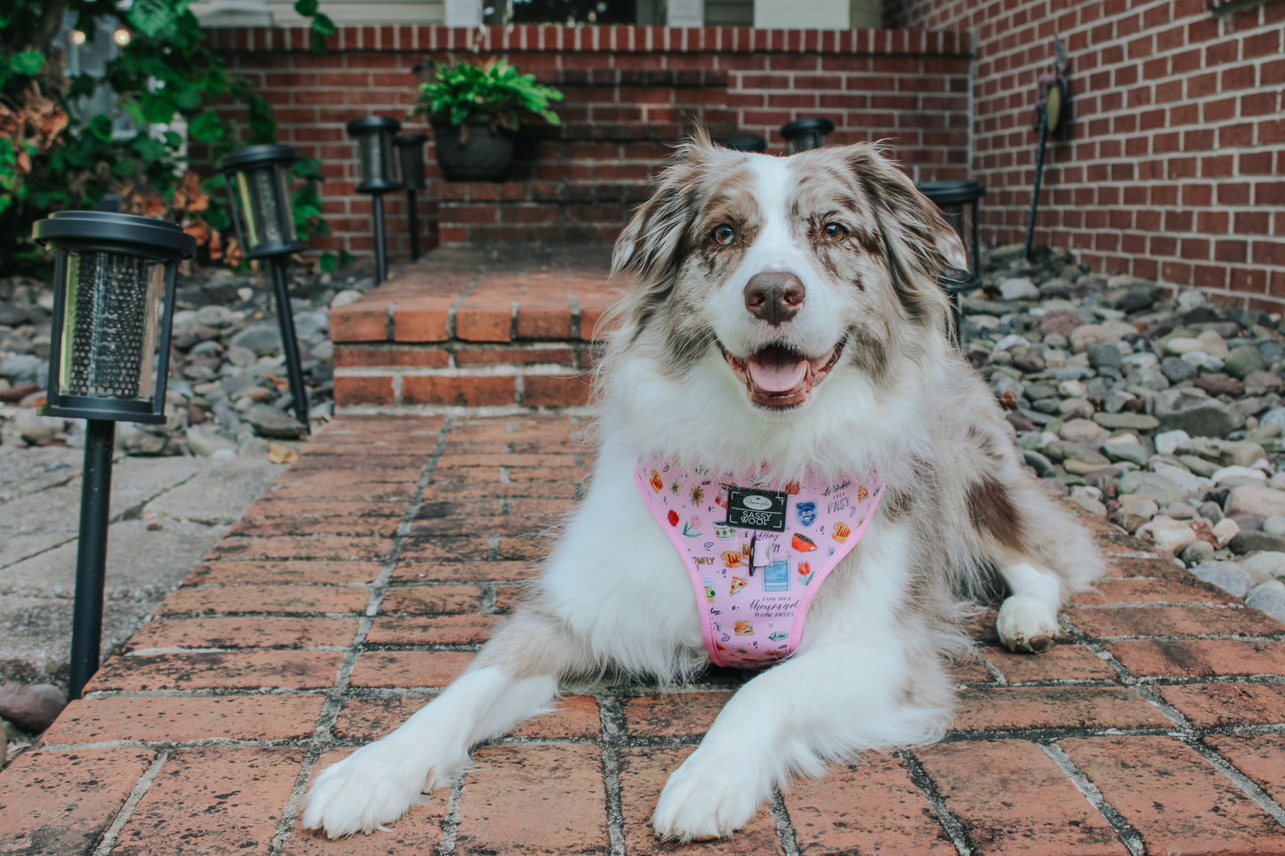 Dog Two Piece Bundle - Gilmore Girls™