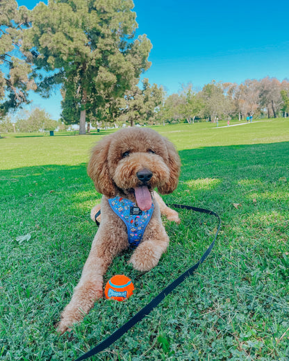 Dog Adjustable Harness - Nickelodeon Rugrats™