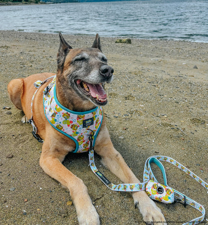 Dog Leash - SpongeBob SquarePants™ Bikini Bottom