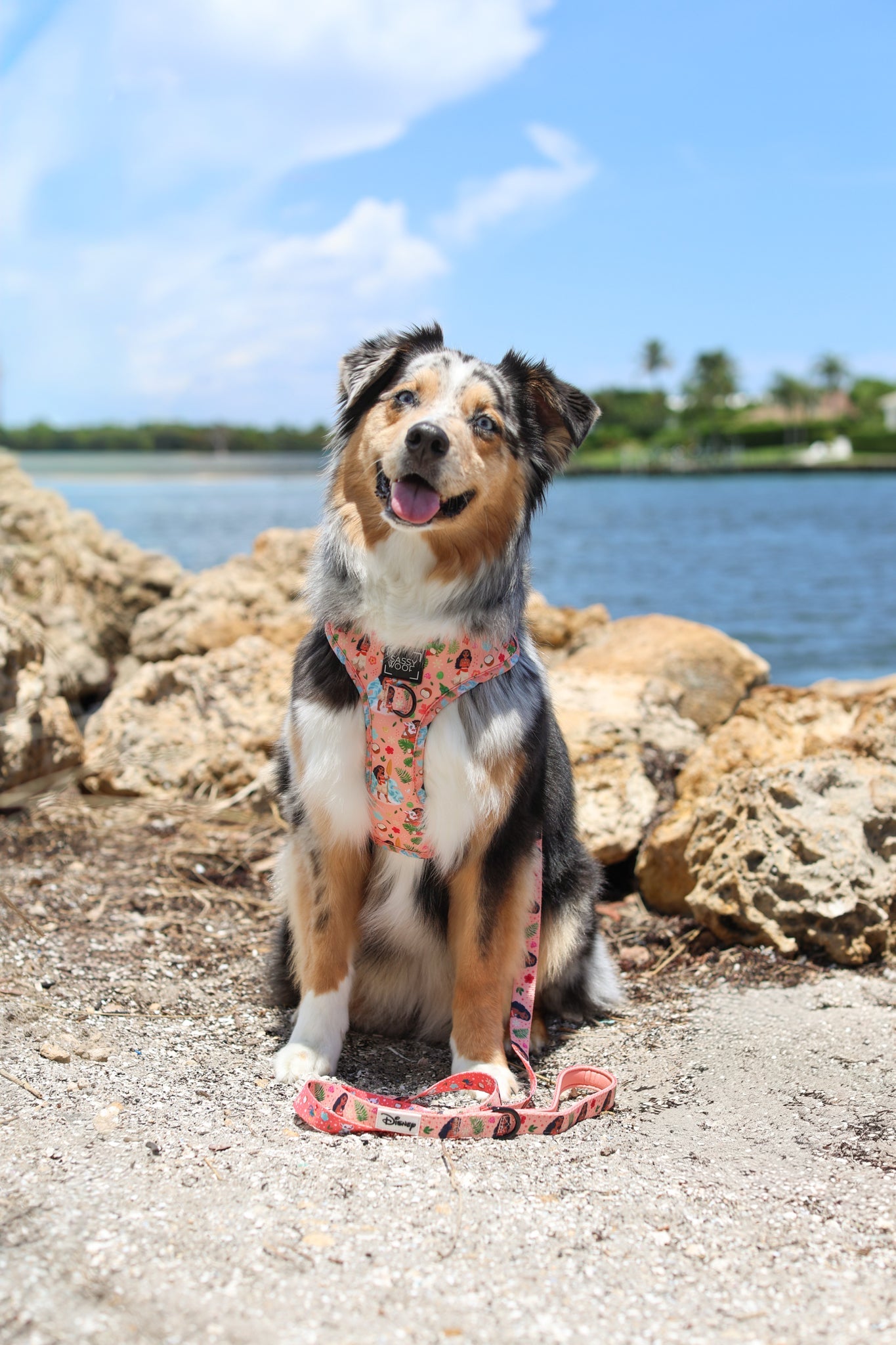Dog Two Piece Bundle - Disney's Moana