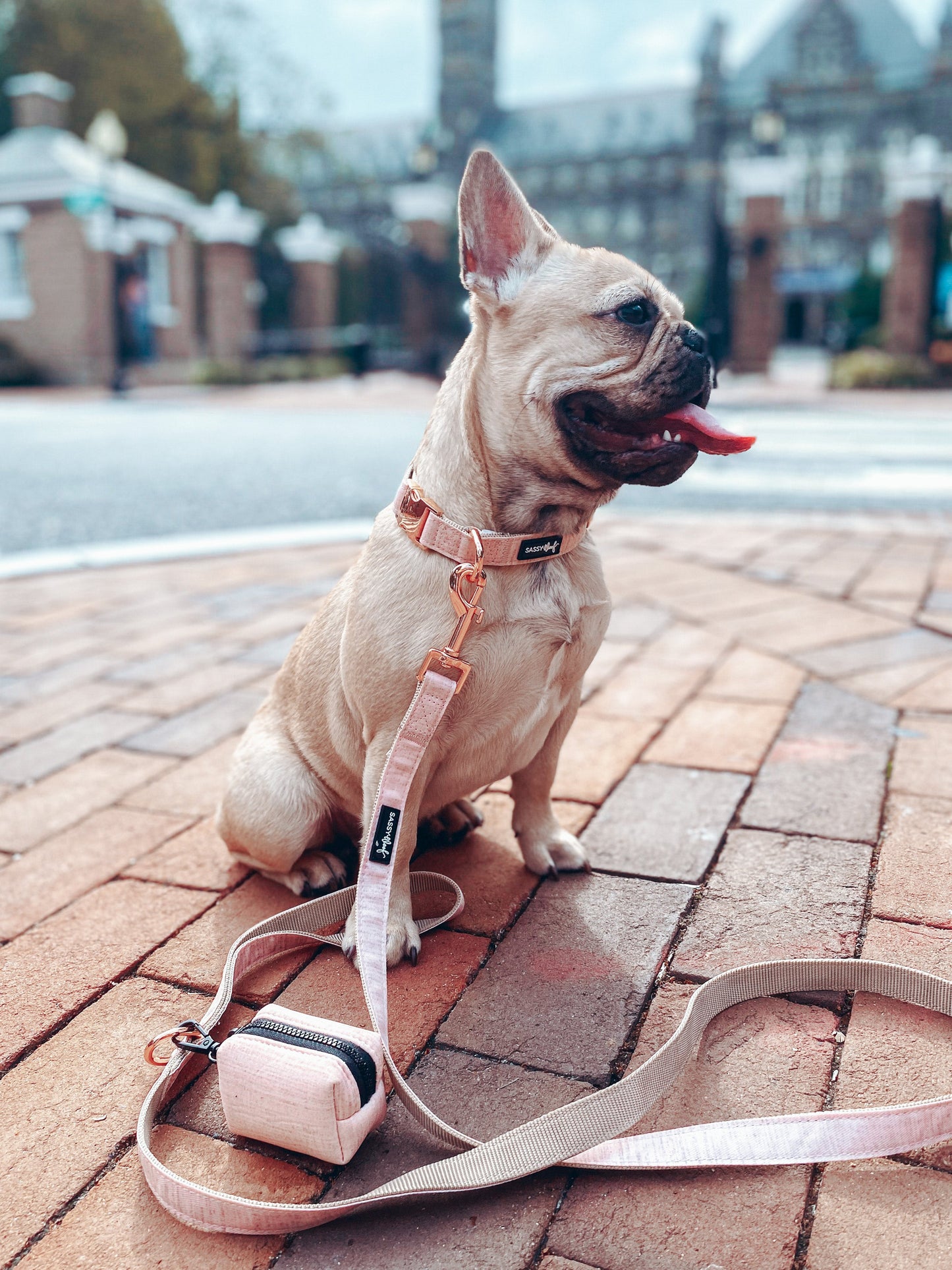Dog Collar Three Piece Bundle - Pinot