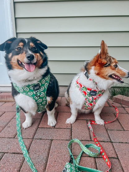 Dog Two Piece Bundle -  Kiwi Krazy