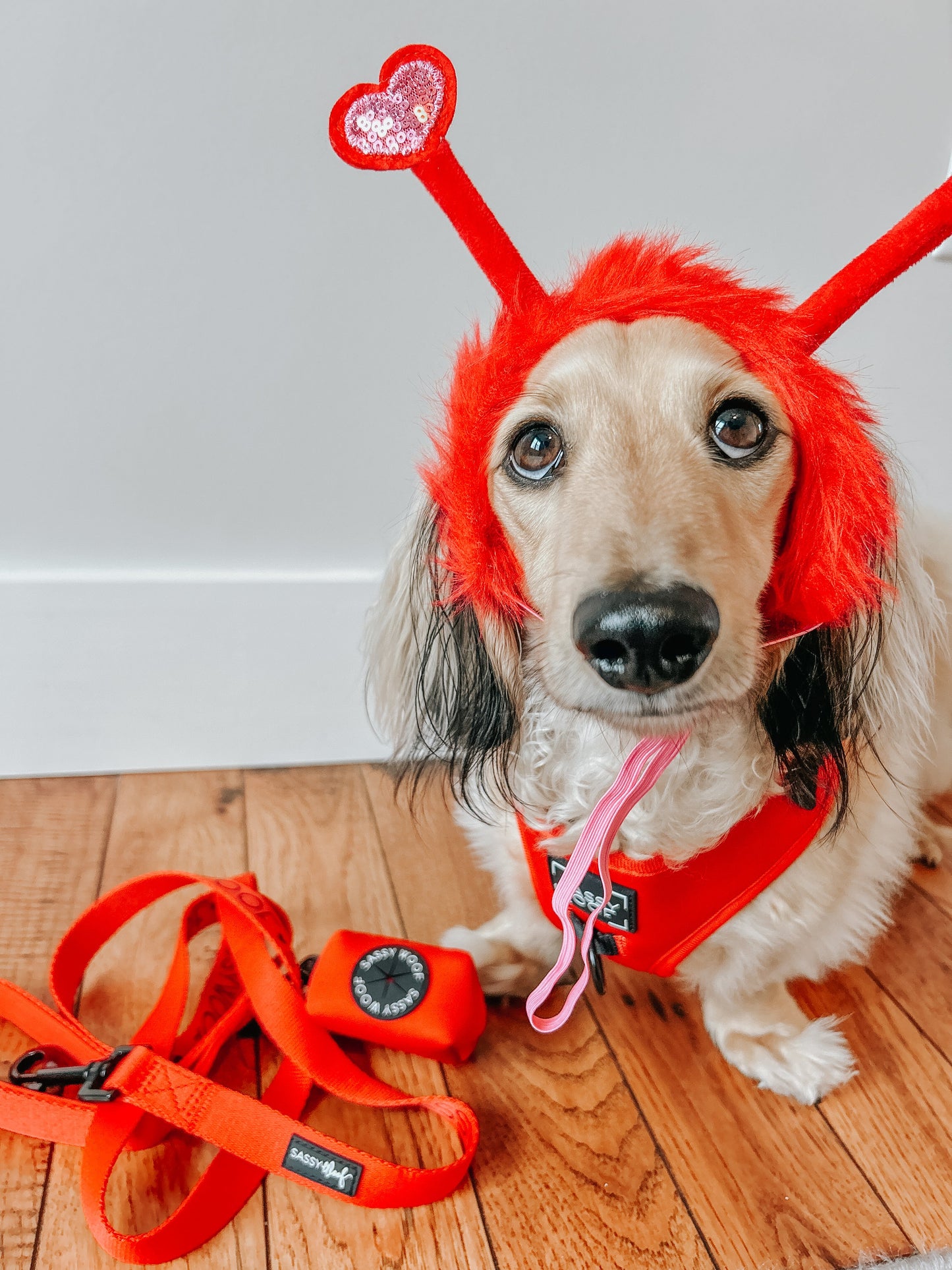 Dog Four Piece Bundle - Neon Red